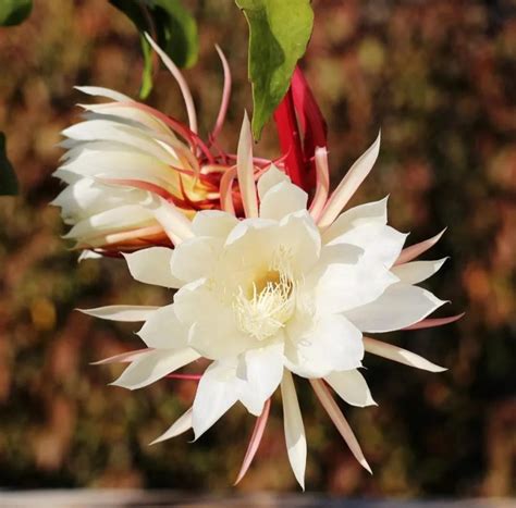 曇花|曇花 Epiphyllum oxypetalum 